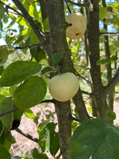 This is a close-up, eye-level, outdoor photograph of a tree trunk with apples growing on it. The tree trunk is gray and rough, with some patches of lichen. There are several green leaves visible, some of which have small white spots on them. Two pale yellow apples are visible on the branches, with one apple in the foreground and another in the background. The background is blurred and shows more tree branches and green leaves, with some sunlight filtering through. The ground beneath the tree is also visible and appears to be covered in dry leaves or soil. The image was taken in the city of Zaboizkiy, Russia.
