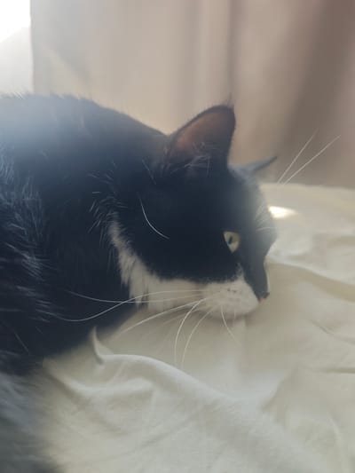 A black and white cat with green eyes is lying down on a light-colored surface, possibly a bed or sofa. The cat is positioned in the foreground, with its head turned to the right, looking slightly downwards. The background is blurred and appears to be indoors, with soft lighting coming from the left, casting a gentle glow on the scene. The cat's fur is sleek, and its whiskers are prominent. There are no people visible in the image. The image does not provide any information about the city of Chekhov, Russia.