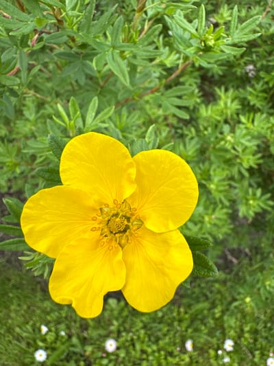 A close-up, vertical shot focuses on a vibrant yellow flower in the foreground, with its petals spread open. The flower has a textured, slightly ruffled appearance and a central cluster of stamen. The background is filled with lush green foliage, out of focus, suggesting a garden or natural setting. In the lower portion of the frame, small white and pink wildflowers are scattered across a green grassy area. The image was taken in Mikhailovsky, Russia.