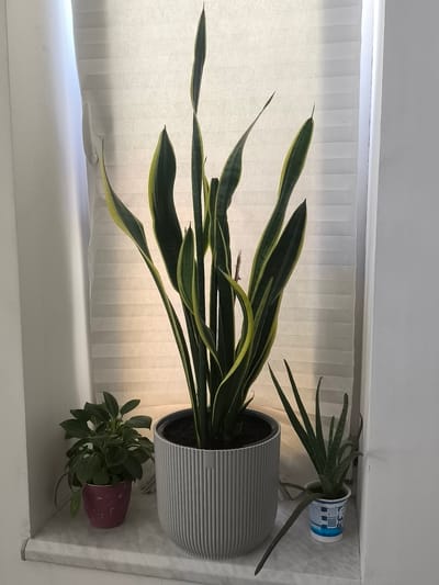 The image displays a windowsill adorned with three potted plants. Dominating the center is a tall Snake Plant (Sansevieria trifasciata) with its distinctive green and yellow striped, sword-like leaves reaching upwards. It is housed in a ribbed, light gray planter. To the left, a smaller plant with lush, dark green leaves sits in a small, magenta pot with an embossed pattern. To the right, an Aloe Vera plant, characterized by its succulent, spiky green leaves, is planted in a small, white cup with blue and white labels. The windowsill itself appears to be made of a light-colored, speckled material.

Behind the plants, a white, pleated blind is partially drawn, filtering the light. The lighting suggests it is daytime, with natural light coming from the window. The blinds cast soft shadows on the wall behind them. The overall setting is indoors, likely in a home or office, given the windowsill arrangement and the presence of house plants. The scene is peaceful and focuses on the simple beauty of the plants. No people are visible in the image. The plants appear healthy and well-cared for. Visible text on the Aloe Vera's container is minimal and appears to be from a product label, likely a yogurt or dairy container repurposed as a pot.