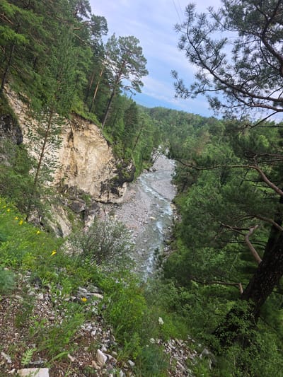 The image depicts a natural landscape, likely within the vicinity of Arshan, Russia. A rugged, steep cliff face made of light-colored rock, possibly limestone or sandstone, dominates the left side of the frame. The cliff shows signs of erosion, with visible layers and debris scattered at its base. Lush green vegetation, including trees and shrubs, clings to the cliff and the surrounding slopes.

A clear, fast-flowing river runs through a rocky valley in the center and right portions of the image. The riverbed is composed of smooth, grey stones and pebbles. The valley is densely forested with pine trees, their green foliage creating a thick canopy. The branches of a large pine tree extend into the foreground from the upper right corner, partially obscuring the view of the sky. The sky above is a soft blue with scattered white clouds, suggesting a temperate climate. The scene is devoid of any human presence or activity.