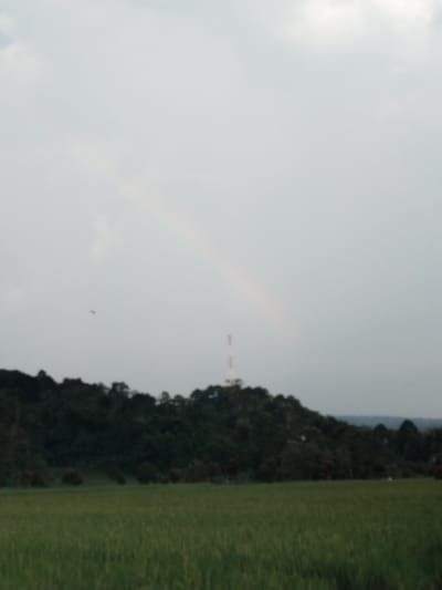 This image presents a serene, blurry rural landscape, likely captured in Bangsri, Indonesia. The scene is dominated by natural elements under an overcast sky, suggesting conditions after recent rain.
In the foreground, a vast expanse of lush green fields stretches across the bottom of the frame. The texture of the vegetation, though blurry, suggests healthy growth, possibly indicating rice paddies or other agricultural crops.
Immediately behind the fields, a large, dark green forested hill rises, occupying the middle ground. The hill is densely covered with trees, forming a thick, uniform canopy. Protruding from behind the crest of this hill, slightly to the right of the center, is a tall, slender communication tower or antenna.
The upper portion of the image is filled with a light grey, cloudy sky. A faint, arc-shaped rainbow is visible in the sky, arcing from the left and descending towards the right, passing above the communication tower. The presence of the rainbow indicates that the photograph was taken after or during a period of rain, with the sun breaking through the clouds. A small, dark, blurry speck, possibly a bird or insect, can be seen in the upper-left area of the sky.
The overall impression is one of tranquility and natural beauty, characteristic of the Indonesian countryside. The image appears to be taken during the daytime, though the diffused light from the overcast sky suggests late morning or early afternoon. No people or visible text are present in the scene.