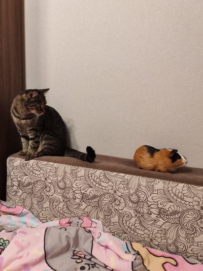 A tabby cat is sitting on the left side of a decorative ottoman, facing left and looking down. On the right side of the ottoman, a guinea pig is sitting and looking to the right. The ottoman is placed in front of a beige, textured wall. In the foreground, pink and colorful bedding with cartoon characters is visible. The scene appears to be indoors, likely in a residential setting. There is no specific information in the image that indicates its location in Tomsk, Russia.