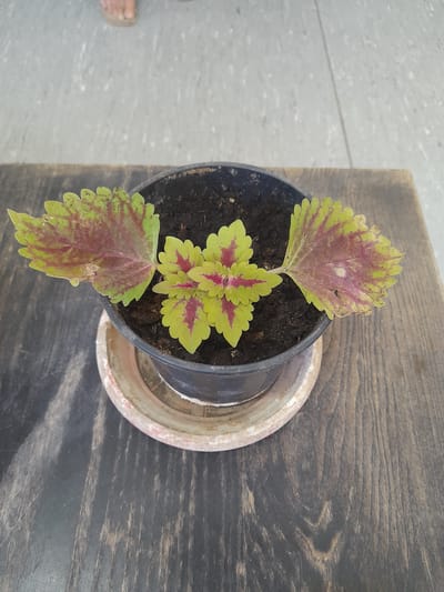 A potted coleus plant with green and burgundy leaves sits on a wooden surface. The plant is in a black plastic pot, which rests on a light-colored saucer. The wooden surface appears to be part of a table or bench, with visible wood grain. In the background, a portion of a person's feet wearing sandals is visible on a grey, textured surface that resembles pavement or concrete. The scene is likely outdoors.
