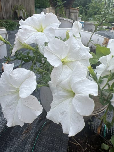 In an outdoor setting, likely a garden or yard in Kalinino, Russia, a cluster of white petunia flowers is prominently featured in the foreground. The flowers are in full bloom, with large, trumpet-shaped petals. Their centers appear to have a subtle yellow or pale green hue. The petals show some texture and minor imperfections, suggesting natural wear.
The petunias are planted in a white container, which is partially visible and appears to be made of plastic or a similar material. The container is surrounded by dark-colored ground cover, possibly mulch or landscape fabric, with some visible soil and plant debris. In the background, there are glimpses of wooden fencing, other containers, and lush green foliage, indicating a natural and somewhat overgrown environment. The overall impression is one of a vibrant garden scene, focusing on the delicate beauty of the white petunias. There are no people or animals visible in the image.