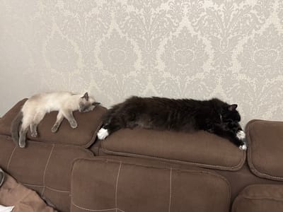 Two cats are sleeping on a brown sectional sofa in a well-lit room. The cat on the left is a light brown Siamese or similar breed with dark points. It is lying on its side with its head resting on its paws. The cat on the right is a black and white long-haired cat. It is also lying on its side, with its head tucked into its chest and its front paws extended. The sofa has decorative stitching on the cushions. Behind the sofa, there is a wall covered in patterned wallpaper, featuring an ornate damask design in a light gray and off-white color scheme. The lighting suggests it is daytime. The overall mood is peaceful and relaxed, with the cats comfortably asleep. No visible text is present in the image. The location context is Slonim, Belarus.