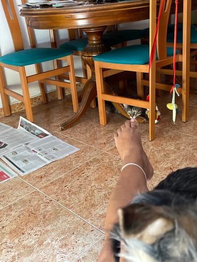 An indoor scene features a dining table with wooden chairs with teal cushions. A cat peeks out from under a table, looking towards the camera. In the foreground, a person's leg and foot are visible, with an anklet. Newspapers are spread on the tiled floor. A blurry dog is in the lower right corner. The scene is likely in a home in Santa Coloma de Gramenet, Spain, given the context.