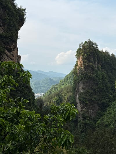 The image shows a view within the Wulingyuan Scenic Area in Zhangjiajie, Hunan, China. The shot is oriented upwards, revealing two prominent, steep cliffs covered in dense green vegetation. The cliff on the left exhibits layered rock formations, while the cliff on the right is mainly covered with lush greenery. Between the cliffs, there is a view into a valley with distant, misty mountains. A small village or settlement is visible in the valley below. In the foreground, green foliage partially obscures the view. The sky above is light blue with scattered clouds.