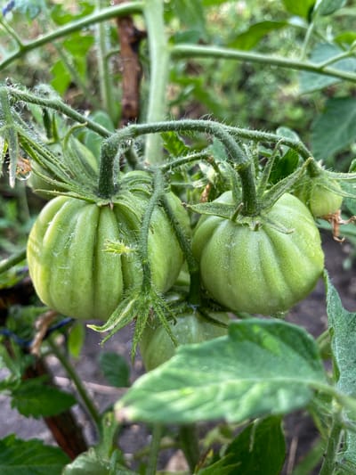 The image shows a close-up of several unripe green tomatoes on a vine. The tomatoes are clustered together and appear to be slightly dewy. The vine is covered in fine hairs. In the background, other green leaves and stems of tomato plants are visible, along with blurred earthy ground. The scene is likely an outdoor garden. There is no indication of the location being Milvignes, Switzerland, or any other specific city. The image captures a still moment in nature, focusing on the early growth stage of tomatoes.