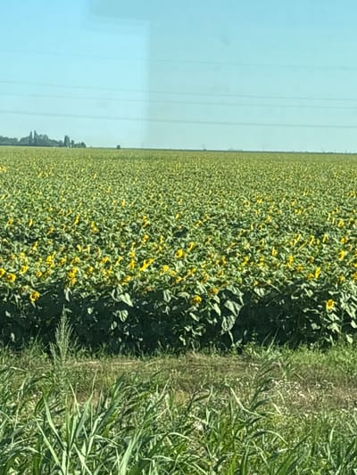 The image shows a vast field of sunflowers under a clear blue sky. The sunflowers are in full bloom, with their yellow petals facing upwards. In the distance, a treeline can be seen, with some structures faintly visible within the trees, possibly indicating a small settlement or farm. Power lines stretch across the horizon. The foreground is dominated by tall green grasses and some other vegetation, suggesting a natural border to the cultivated field. The scene is consistent with a rural landscape, likely agricultural, in the region of Poltavskiy, Russia, known for its sunflower cultivation. No people or animals are visible in the frame. The lighting suggests it is daytime, likely mid-morning or afternoon, with the sun casting no significant shadows.