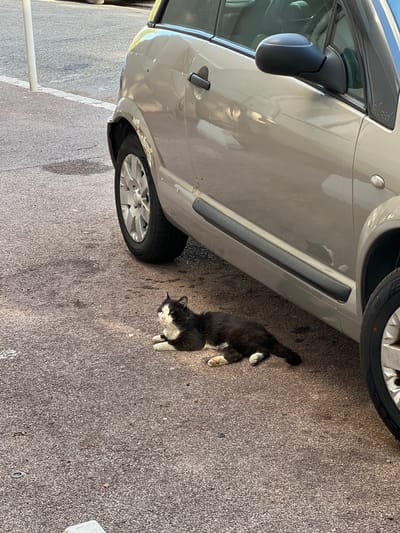 A black and white cat is lying on the asphalt ground next to a parked silver car. The cat is facing left and appears to be resting. The car has some rust and damage on the rear fender. The scene is likely on a street in Marseille, France, as indicated by the "Pluriel" badging on the car, a French car manufacturer. The environment appears to be urban, with a sidewalk and street visible in the background.