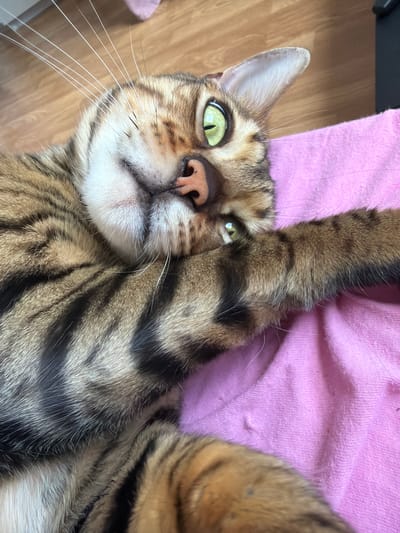 A Bengal cat with green eyes and striped fur lies on a pink cloth. Its left paw is raised and partially covers its face. The cat is lying on its back, with its head tilted to the right. The background is blurred and shows a wooden floor and a dark object. There are no people present in the image. The scene is indoors, likely a home. There is no information to suggest this image is located in Kyustendil, Bulgaria.