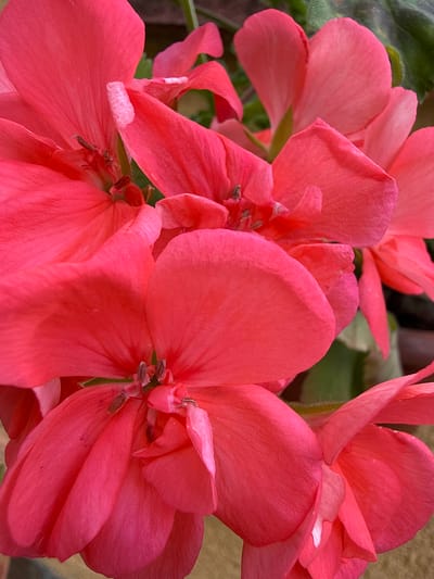 The image is a close-up, high-angle shot of vibrant coral-pink flowers, likely geraniums, in bloom. The petals are soft and velvety, with delicate veins visible. The flowers are clustered together, with some petals overlapping and others slightly curled. The background is a blur of green foliage and a hint of earthy tones, suggesting an outdoor setting. There are no people or specific landmarks visible to indicate a location in Targovishte, Bulgaria. The focus is entirely on the natural beauty of the flowers.