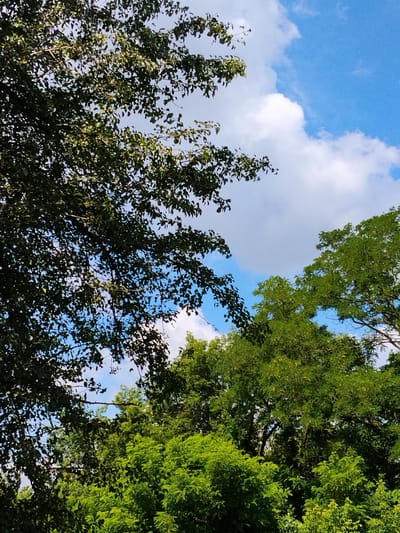 The image captures a view of the sky framed by lush green trees, suggesting an outdoor scene in a natural or semi-natural environment. The sky is bright blue with scattered white clouds. The trees are densely leafed, with varying shades of green indicating different species or lighting conditions. The foreground and midground are dominated by the foliage of these trees, with some branches and leaves silhouetted against the sky. The bottom of the image shows more layers of trees. There are no people, animals, or man-made structures clearly visible in this image. The scene appears peaceful and serene, indicative of a clear day. The specific location in the city of Hoholiv, Ukraine, is not visually identifiable from the image itself, but the description of the vegetation and sky is consistent with a temperate climate.