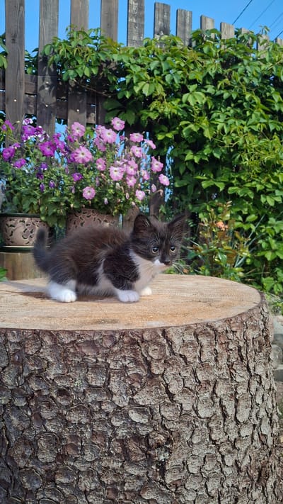 A black and white kitten with blue eyes sits on a textured, rough-barked tree stump. Behind the stump, a wooden fence with dark vertical planks is visible, partially covered by lush green foliage. In front of the fence, a cluster of pink and purple petunias blooms. The scene is set outdoors with a clear blue sky overhead, suggesting a sunny day. The location is identified as Kempelevo, Russia. There are no people in the image.