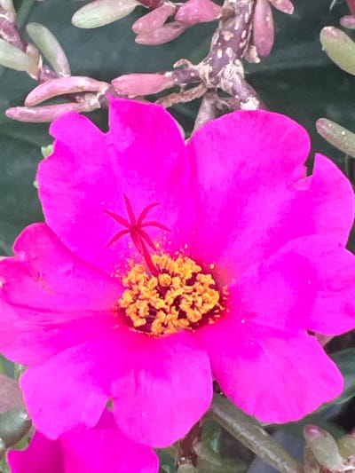 A close-up shot features a single, vibrant fuchsia-pink flower, likely a moss rose (Portulaca grandiflora), centered prominently in the frame. The flower displays several ruffled petals of an intense pink hue. At its heart, a dense cluster of bright yellow-orange stamens forms a striking contrast, surrounding a distinctive reddish pistil with multiple radiating arms.
In the blurred background, succulent-like leaves of pale green and reddish-pink, along with a mottled brown stem, are visible. Another set of pink petals is partially seen in the lower right, suggesting more blooms on the plant. The bright, even lighting indicates the photo was taken during the day, under clear weather conditions. No specific activity is occurring, merely the natural state of the flower in bloom. There is no visible text in the image. The location context provided is Sumalao, Argentina.