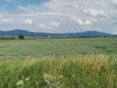 This image presents a broad, expansive landscape view of a rural area near Zhivkovo, Bulgaria, under a dynamic sky filled with white and grey cumulus clouds.
In the immediate foreground, a dense strip of tall grass and some wildflowers, predominantly green with touches of golden-brown, runs horizontally across the bottom of the frame. Beyond this, a vast field of uniform green crops, likely a type of grain such as wheat, stretches out into the midground, showing subtle variations in texture and shade. Several tall, wooden utility poles are interspersed across this field, extending towards the distant horizon, indicating infrastructure running through the agricultural land.
In the middle distance, at the base of the mountains, a small settlement or village is visible, characterized by clusters of houses and buildings surrounded by greenery. The background is dominated by a long chain of rolling mountains, covered in dark green vegetation, which spans the entire width of the image. The sky above is a mixture of bright blue and fluffy, sometimes dense, clouds, suggesting a clear yet varied weather pattern, indicative of daytime. No specific activities or people are visible, emphasizing the serene, uninhabited quality of the agricultural landscape. There is no discernible text within the image.