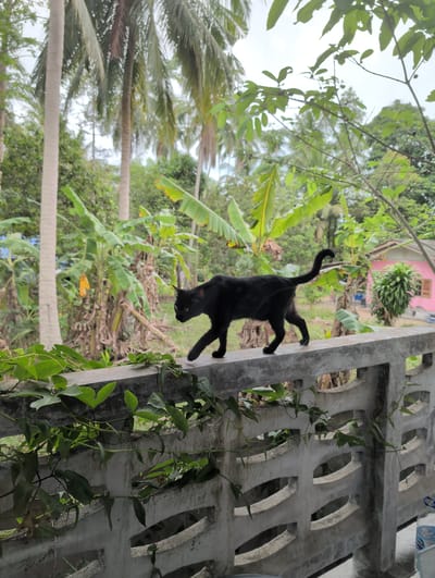 A black cat is climbing vertically on a weathered, gray concrete wall with oval-shaped cutouts. Vines with green leaves are growing up the wall. In the background, tropical vegetation, including banana trees and palm trees, is visible. A pink house with a brown window frame sits among the greenery. The sky is overcast. The scene is located in Ko Pha-ngan, Thailand.