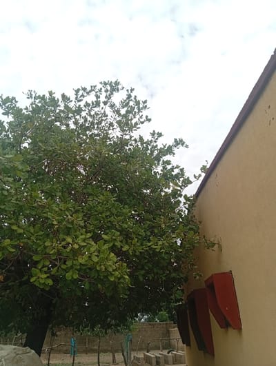 The image shows a tree with lush green leaves in the foreground, to the left. Adjacent to the tree, on the right side of the frame, is a portion of a building with a textured, light yellow facade and a red-brown roofline. Several red, angular structures are mounted on the wall of the building, possibly decorative elements or functional features like ventilation grilles. In the background, there is a brick wall and some fencing, suggesting a semi-urban or rural environment. The sky above is overcast with white clouds. This scene is located in Gulak, Nigeria.