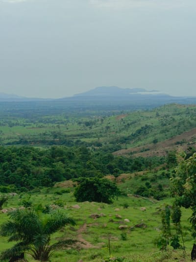 The image depicts a landscape in Kaninkon, Nigeria. Rolling green hills and valleys are visible, covered with a mix of dense forest and grassy areas dotted with rocks. In the foreground, a small palm tree stands on a grassy slope. Further back, deforestation is visible on one of the hillsides. In the distance, hazy mountains appear on the horizon under a cloudy sky.