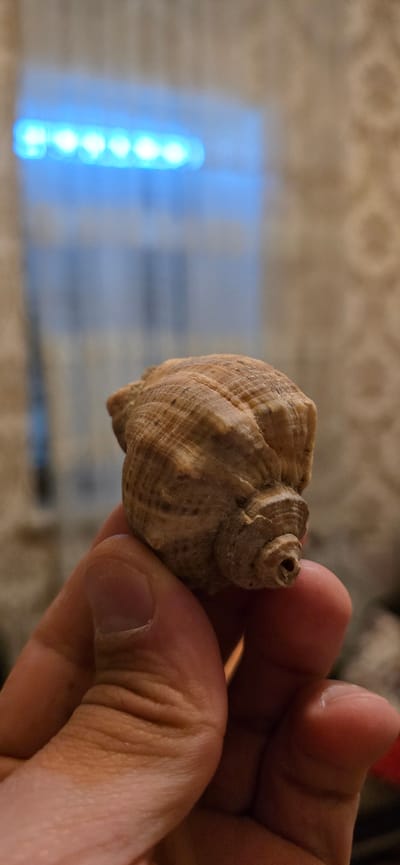 The image shows a close-up of a person's hand holding a small, textured seashell. The shell is light brown with darker brown markings and has a spiral shape. The person's fingers, with visible fingernails and skin texture, are wrapped around the shell. In the background, a blurred blue light source with multiple bright points is visible, possibly an LED light or screen. The background also shows a textured surface, likely fabric or a tablecloth, in a light tan color. The lighting appears to be indoor, with the blue light creating a contrast with the warmer tones of the shell and hand. No text is visible in the image.