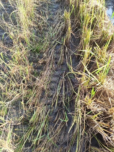 The image shows a patch of muddy ground in a rice paddy field located at coordinates -7.412, 112.651, in Wonoayu, Indonesia. The ground is covered in a mixture of dry and green blades of rice, with some muddy patches visible. The blades are arranged in a seemingly random pattern, suggesting that the field has been recently harvested. There are no people or animals present in the image. The overall scene is quiet and peaceful, with the brown and green colors of the rice plants and the mud creating a sense of natural beauty.