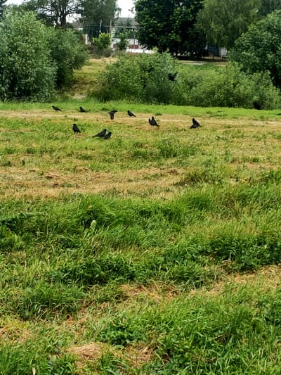 This is a vertical, eye-level, full shot of a grassy field in Nosivka, Ukraine. The field is mostly green, with some dry, brown patches scattered throughout. Several crows are visible in the field, some walking and others standing. In the background, there are trees and some buildings, suggesting a rural or suburban setting. The sky is not visible in this shot. The lighting suggests it is daytime, likely sunny. The overall mood is peaceful and natural. There is no visible text in the image.