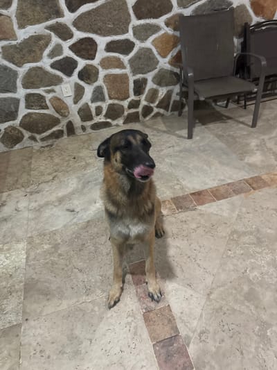An overhead shot captures a medium-sized dog lying on a tiled floor in what appears to be an indoor or semi-outdoor setting in Acapulco, Mexico. The dog, which has tan, brown, and black fur, resembling a German Shepherd or Belgian Malinois mix, is positioned on its stomach with its front paws extended. Its head is slightly tilted, and its pink tongue is extended, actively licking its nose, giving it a playful or relaxed appearance.
The flooring consists of two distinct types. The majority of the visible floor, where the dog is resting, is covered in large, light-colored square tiles with a mottled, natural stone texture, possibly travertine. A strip of smaller, rectangular, reddish-brown tiles runs across this lighter tiled area, creating a visual accent or pathway. To the left, a different section of the floor features irregular, natural-toned stone pieces (varying shades of brown, gray, and tan) with wide, light-colored grout lines, suggesting a rustic or traditional style.
In the background, two dark gray or brown metal chairs with slatted seats and backs are visible, implying casual seating, possibly patio furniture. On the stone-tiled floor, a white electrical outlet cover is present, showing two receptacles. Text on the outlet indicates "15A 125V". The lighting is even, suggesting indoor illumination or overcast conditions, and there are no discernible outdoor weather cues. The overall scene depicts a calm moment with a pet in a home environment.
