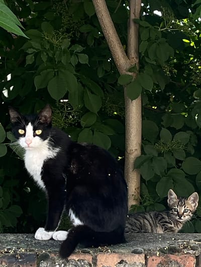 Two cats are resting on a low brick wall in a garden setting. A larger black and white cat is positioned on the left, sitting upright and facing the camera. Its head is turned slightly to the left, and its yellow eyes are open. A smaller tabby kitten is lying down to the right of the larger cat, facing the camera with its head raised. Both cats appear to be in good condition. Behind the cats is dense green foliage and a tree trunk. The brick wall is weathered and appears to have moss and small debris on its surface. The overall environment suggests an outdoor, possibly urban or suburban, location. The image was captured in the city of Parvomay, Bulgaria.