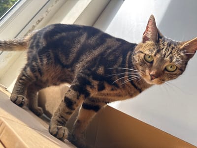 A medium shot depicts a tabby cat standing inside a cardboard box near a window. The cat is positioned at an angle, looking down and slightly to the right, with its green eyes clearly visible. Its coat is marked with dark brown stripes. The cardboard box appears to be open at the top. Sunlight streams in through the window behind the cat, casting shadows and highlighting the cat's fur. The backdrop includes a glimpse of the window frame. This scene appears to be indoors, specifically near a window in Desborough, United Kingdom.