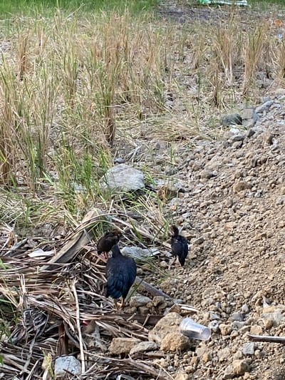 The image shows a patch of dry, overgrown vegetation with two dark-colored birds foraging among the dried grass and rocks. A small, clear plastic cup sits among the stones and vegetation. The location is likely Gampongaceh, Indonesia, based on the prompt. The scene is an outdoor, ground-level view of a small, untamed area.