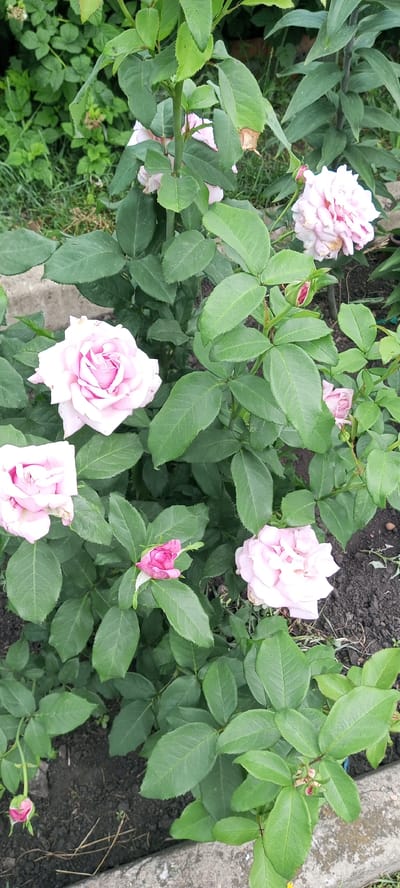 The image depicts a close-up view of a rose bush with several light pink roses in various stages of bloom, some fully open and others as buds. The roses are clustered together amidst abundant green foliage, with some leaves showing signs of wilting or browning. The background consists of dark soil and hints of other greenery, possibly other plants or grass, and a light-colored concrete edge. The overall impression is of a garden setting. The location is identified as Usman, Russia.