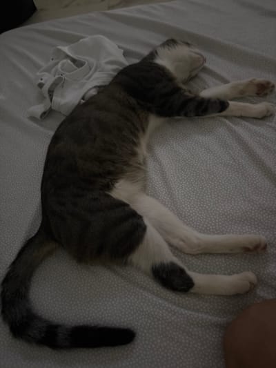 The media file shows a grey and white tabby cat lying stretched out on a bed. The cat is positioned on its back with its legs extended upwards. The bed has a light grey fitted sheet with a subtle white polka dot pattern. A crumpled white garment, possibly a t-shirt, is visible to the left of the cat. To the right of the cat, a rounded brown object, possibly a person's leg or arm, is partially visible. The lighting in the scene is dim, suggesting it might be evening or a dimly lit room. The cat appears relaxed, possibly sleeping. The background is a textured bedspread. There is no visible text in the image. The context provided indicates the location is Montgó, Spain.