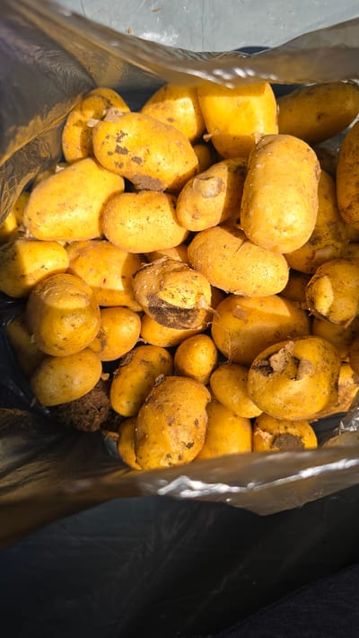 A close-up, top-down shot captures a large pile of freshly harvested potatoes spilling out of a shiny, silver-lined plastic bag. The potatoes are a vibrant yellow with some brown dirt clinging to their skins, indicating they have recently been dug up. They vary in size and shape, with many appearing oval and smooth, while others have more irregular forms and visible indentations. Some potatoes exhibit small sprouts, suggesting they are still viable. The bag itself is partially open, with its silver interior reflecting the light and creating a glinting effect. The background is dark, with the bag’s black exterior visible on the right side, and a lighter gray surface, possibly a ground or table, on the left. The lighting suggests it is daytime, with sunlight casting bright highlights on the potatoes and the bag's lining. The overall scene conveys a sense of abundance and the earthy simplicity of a harvest. No people are visible, but the context of Ravadinovo, Bulgaria, hints at an agricultural setting, likely a farm or garden. The image focuses solely on the bounty of the harvest, with no discernible text.