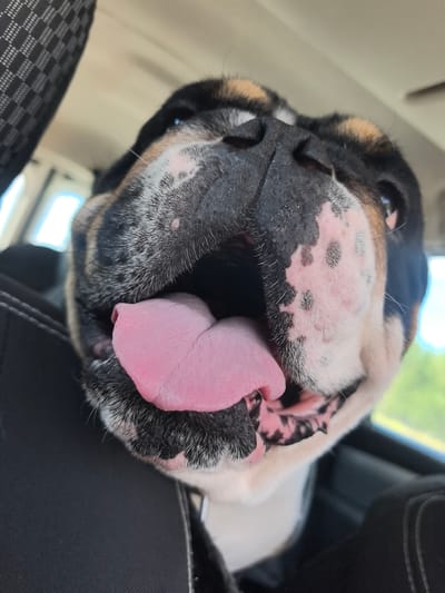 The media file is a close-up, low-angle, first-person perspective photograph of a bulldog. The dog's head is the primary subject, filling most of the frame. Its mouth is open wide, revealing a large, pink tongue and the inside of its mouth, which has black and pink spotting. The dog's muzzle is dark, with white and black fur, and it has distinctive wrinkles characteristic of the breed. Pink skin with black spots is visible on its cheeks. The background is blurred but suggests an indoor setting, possibly a car interior, with hints of upholstery and windows showing a bright, possibly daytime outdoor scene with greenery. The dog appears to be panting or excited, indicated by its open mouth and tongue. The lighting suggests it is daytime. No visible text is present in the image.