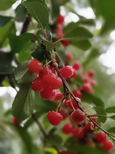 A cluster of ripe, red cherries hangs from a branch, surrounded by green leaves. The cherries are round and glossy, with visible stems. The background is softly blurred, suggesting a natural, outdoor setting. The image appears to have been taken in Dubovoye, Russia, likely during the cherry-picking season.