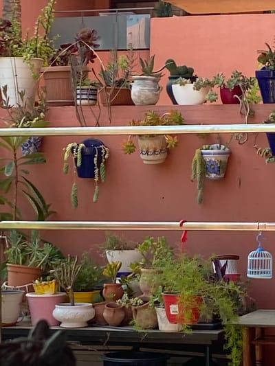 The image displays a collection of potted plants arranged on tiered shelving against a terracotta-colored wall. The plants vary in type and size, with some featuring trailing vines and others with upright, succulent-like leaves. Several pots are decorative, including one with a blue floral pattern and another resembling a small birdcage. The shelving appears to be metal. The overall setting suggests an outdoor or semi-outdoor space, possibly a balcony or patio. There are no people visible in the image. The location is identified as Resinera-voladilla, Spain.