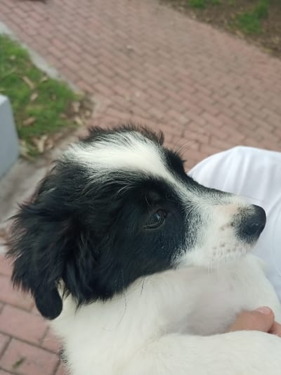 A close-up shot features a black and white puppy. The dog has a black body with white fur around the neck and a white stripe on the head. The puppy looks off to the right with one eye visible, with its fur being long. The puppy is being held by a person wearing a white shirt. A brick walkway and grass are visible in the background.