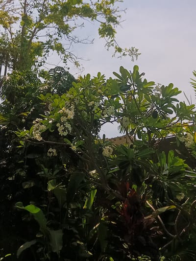 The image captures a view of lush tropical foliage in Hua Hin City Municipality, Thailand. Dominating the frame are the large green leaves and white flowers of a frangipani tree (Plumeria). Other types of greenery are visible, including broader leaves and possibly other tropical plants. The scene appears to be a garden or a heavily vegetated area, with the sky visible through gaps in the foliage. A section of a building roof is briefly visible through the greenery.