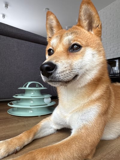 A Shiba Inu dog lies on a wooden floor, looking to its left. Next to the dog is a mint green, three-tiered cat toy with a white ball. The background features a grey sofa and a white brick wall. The scene is indoors, likely in a residential setting. The image appears to have been taken in Carnikava, Latvia.
