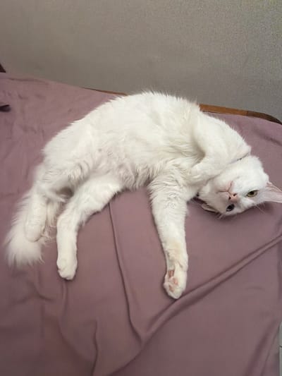 This image captures a white cat relaxing indoors, likely in a home in Ungasan, Indonesia. The cat is lying on its back on a light purple or mauve blanket, with its body slightly angled and its front and back paws extended in a relaxed pose. Its pristine white fur is visible across its entire body, and a hint of pink can be seen on its paw pads. The cat's head is tilted upwards, and its striking green and yellow eyes are looking directly towards the camera with a seemingly curious or playful expression. A subtle collar is visible around its neck. In the background, a muted gray wall or surface runs along the left side of the frame, meeting a narrow strip of a brown, possibly wooden, furniture piece behind the cat's head. The setting appears comfortable and domestic. The general lighting suggests it is daytime, but no specific time or weather conditions are discernible. There is no visible text in the image. The overall scene conveys a sense of the cat's contentment and comfort in its surroundings.