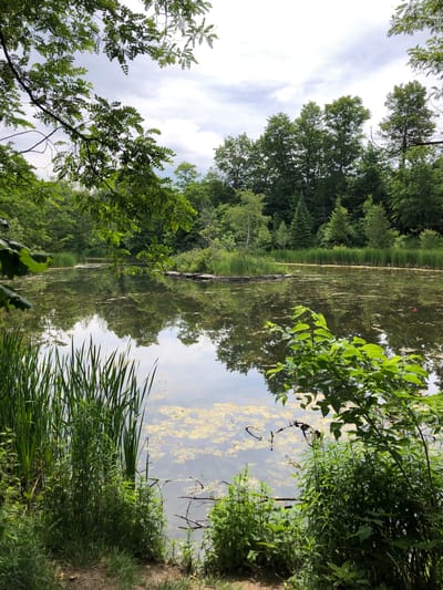 This image captures a serene natural scene at a pond's edge in Barrie, Canada. The primary subjects are the pond itself, surrounded by lush green trees and vegetation, and the reflections on the water's surface. The pond is partially covered with a yellow, algae-like substance, and a fallen log rests partially submerged. Tall reeds and grasses grow along the bank in the foreground, obscuring the ground and adding to the sense of natural wildness. The trees form a dense backdrop, with their vibrant green leaves contrasting with the muted tones of the water. Overhead, the sky is partly cloudy, suggesting it might be a somewhat overcast day. The overall mood is peaceful and tranquil, evoking a sense of calm and immersion in nature. No people, objects, text, or specific activities are visible. The time of day is indeterminate, but the lighting suggests daylight.