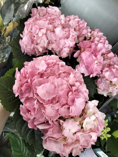 The image displays a close-up view of several large, fluffy pink hydrangeas. The flowers are the primary subject, filling most of the frame. They are clustered together, forming round, voluminous blooms with many delicate petals. Some of the petals are a vibrant pink, while others are lighter, almost white, creating a soft gradient. Dark green hydrangea leaves are visible around the flowers, providing a contrast in color and texture. In the background, a gray, textured surface, possibly a wall or partition, is visible, out of focus. There are also hints of clear plastic wrapping around some of the foliage on the left, suggesting the flowers might be part of a bouquet or arrangement. A small cluster of undeveloped green buds is also present on the right side of the frame. No people are visible. The lighting appears to be natural and soft, suggesting it's daytime. The overall impression is one of natural beauty and floral abundance. There is no discernible text in the image.