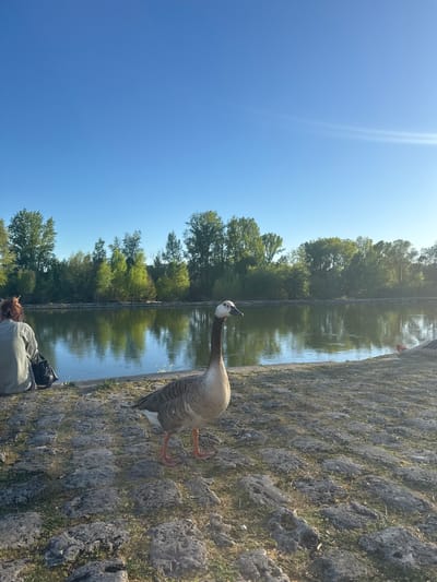 A goose stands on a stone bank next to a body of water, likely a canal. The canal's opposite bank is lined with trees. A clear blue sky is visible above the trees. A person sits on the stone bank to the lower left of the goose. This scene is likely taken in the city of Orléans, France.