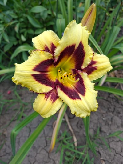 In a close-up, top-down view, a single, fully bloomed yellow daylily with a deep burgundy eye is the focal point. The flower's ruffled petals display a gradient of color, transitioning from yellow at the edges to a rich burgundy towards the center, with streaks of the darker color extending along the petal veins. The stamen, tipped with black anthers, are visible in the flower's core. A partially opened bud, also yellow with reddish undertones, is positioned to the upper right of the bloom. The background consists of blurred green foliage and stems, with the cracked, dry earth of a garden bed visible at the bottom. The scene is devoid of people or animals. The image was taken in Gorkovskiy, Russia.