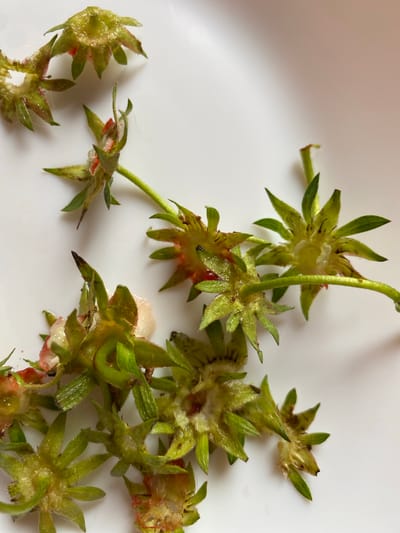 The image displays several strawberry calyxes, which are the leafy structures that surround the base of a strawberry. They are scattered across a white surface, likely a plate or bowl. The calyxes are predominantly green with some reddish-pink remnants of the fruit attached. Some appear wet or juicy, indicating they are freshly removed. The lighting suggests an indoor environment with a soft, natural light source coming from the upper left, casting a gentle shadow on the white surface. There is no indication of a specific location in Bílina, Czechia, beyond what is suggested by the provided context. The image is a close-up shot, focusing entirely on the strawberry calyxes and the white background.
