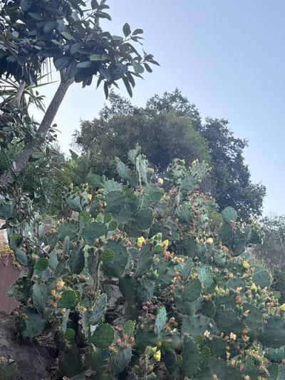 In the Urbanització Vescomtat De Cabanyes, Spain, a large prickly pear cactus is in bloom, with numerous yellow and orange flowers and developing fruit dotting its paddles. The cactus grows on a rocky incline, partially obscured by other vegetation including a tree with dark green leaves on the left and denser foliage and trees in the background against a clear, light blue sky.