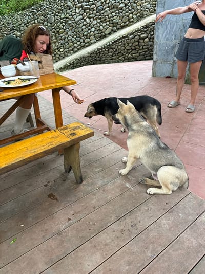 In Cổ Lũng Commune, Vietnam, a young woman with curly brown hair, wearing a dark green long-sleeved shirt and sunglasses perched on her head, is seated at a wooden table. She is leaning forward, extending her right hand with a piece of food towards two dogs. A plate of food, chopsticks, and bowls are on the table. A wooden bench is positioned in front of the table. To the right, another person is standing, partially visible from the waist down, wearing a black crop top and grey shorts, with their feet in grey sandals. The background consists of a stone wall and an outdoor tiled floor. One dog, primarily black with some tan markings, is bending down to eat from the woman's hand. A second dog, with a mix of grey and tan fur, is sitting and looking towards the first dog. The scene appears to be an outdoor dining area.
