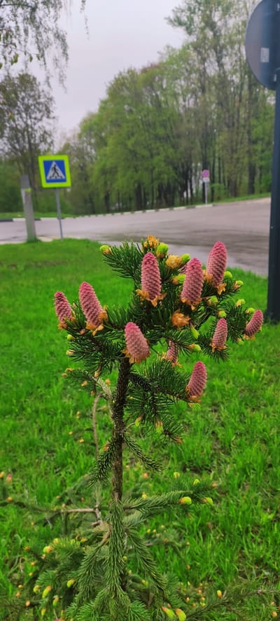 The image depicts a young spruce tree adorned with vibrant pink cones, located in what appears to be a park or roadside in Fryazino, Russia. The tree is set against a backdrop of bright green grass, with a road and trees in the distance. A pedestrian crossing sign is visible near the road. The sky is overcast, suggesting a damp or rainy day. No people are visible in the scene.