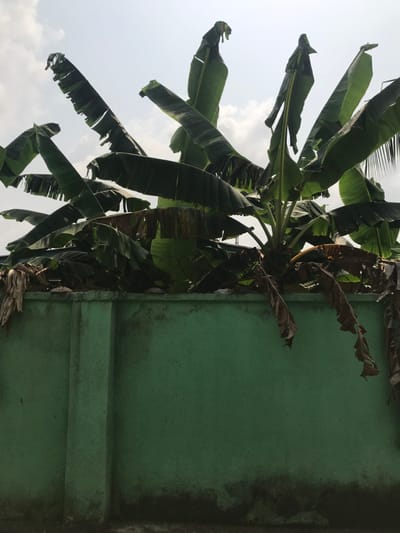 This image depicts an outdoor scene in Calabar, Nigeria, centered on a roughly textured, dark emerald green painted concrete wall. The wall occupies the lower half of the frame, showing areas of discoloration and darker staining, particularly along its base, indicative of moisture or age. A vertical buttress is visible on the wall's surface, slightly to the left of the image's vertical center. The top edge of the wall is uneven, with debris and a visible security barrier element, appearing as coiled wire, partially obscured by vegetation.
Immediately behind and above the wall, a dense cluster of banana plants is present. These plants feature numerous large, elongated leaves; the upper leaves are primarily green, some exhibiting tears or minor damage, while lower leaves are visibly dried, brown, and withered, hanging downwards over the wall. The upper third of the image displays a bright, light blue sky with scattered white and light grey clouds, consistent with daylight conditions. No human subjects, animals, or specific actions are discernible.